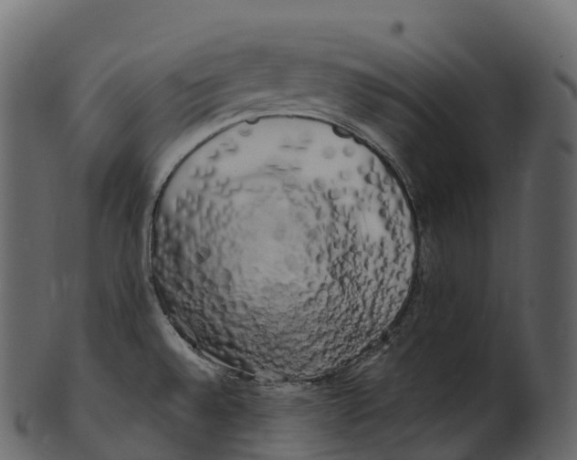 X0000100491528200807031904