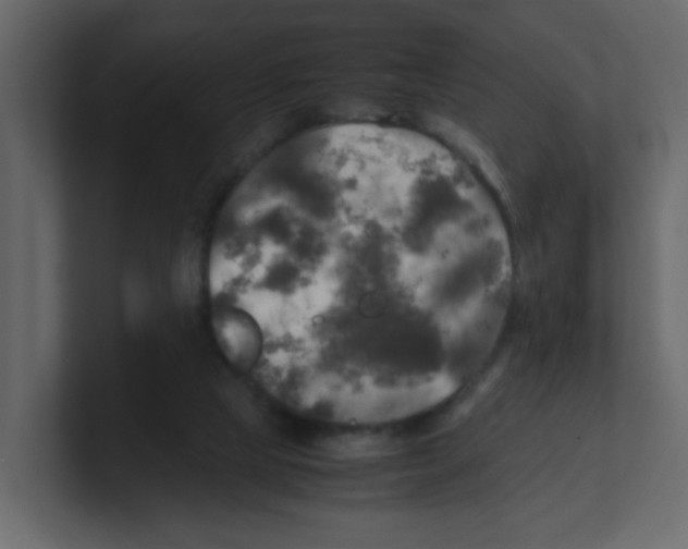 X0000100490065200807111131