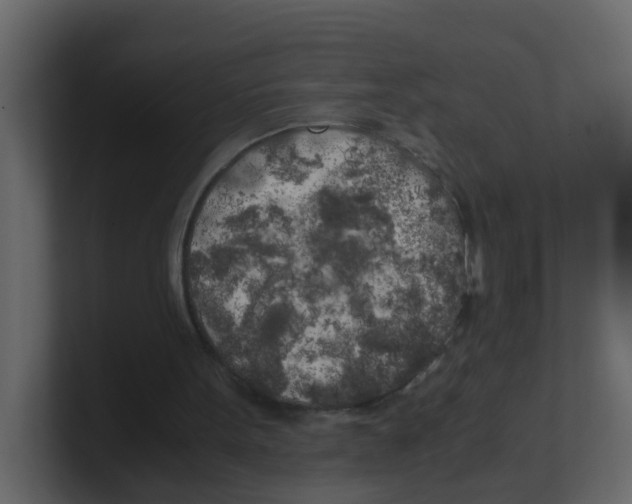 X0000100490099200807111131
