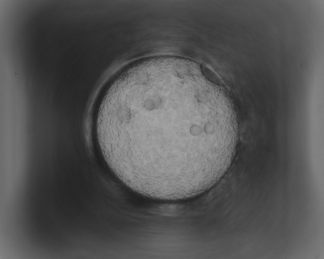 X0000100490152200807111130