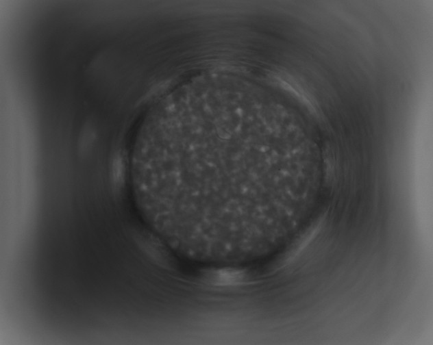X0000100490165200807111130