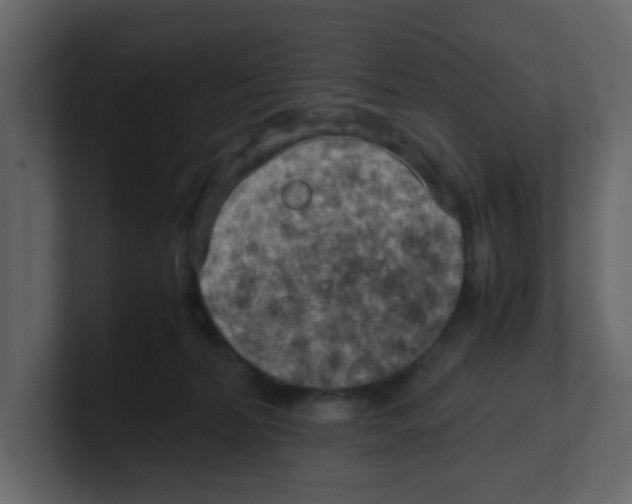 X0000100490228200807111129