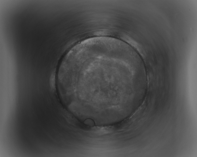X0000100490297200807111128