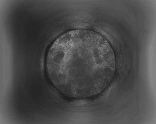 X0000100490299200807111128