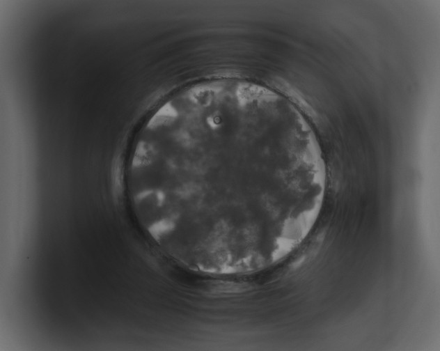 X0000100490347200807111127