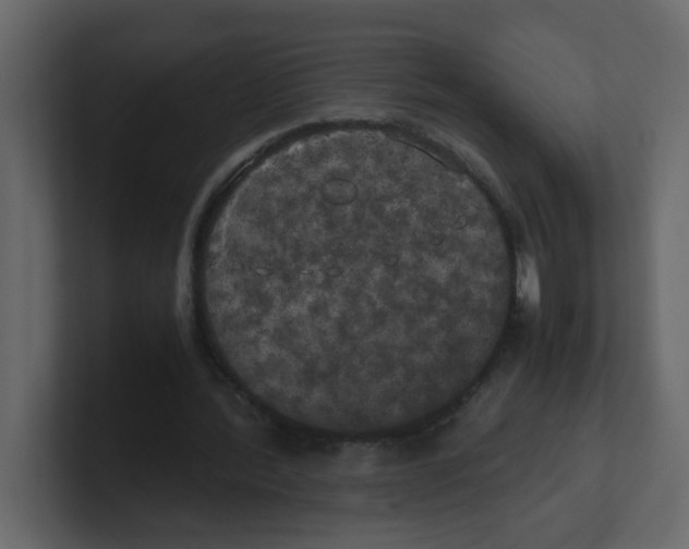 X0000100490388200807111127