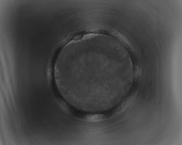 X0000100490452200807111126