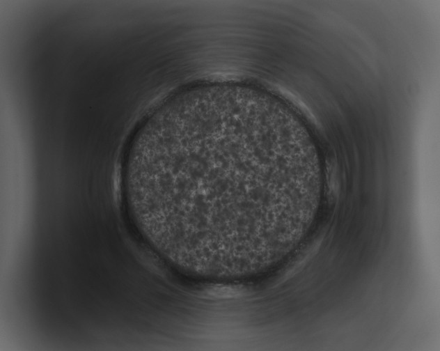 X0000100490494200807111126