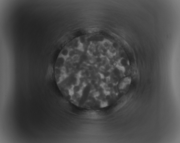 X0000100490523200807111125