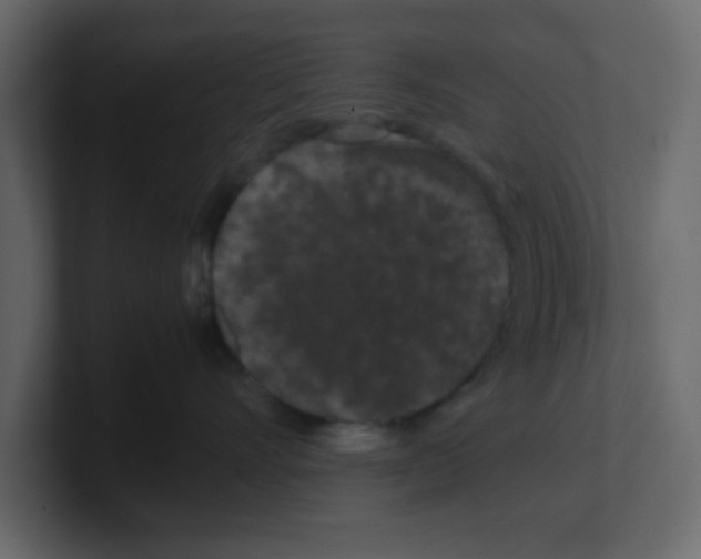 X0000100490528200807111125