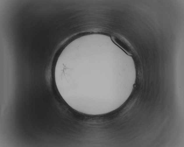 X0000100490532200807111125