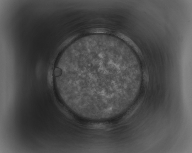 X0000100490533200807111125