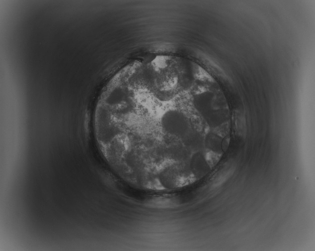 X0000100490550200807111125