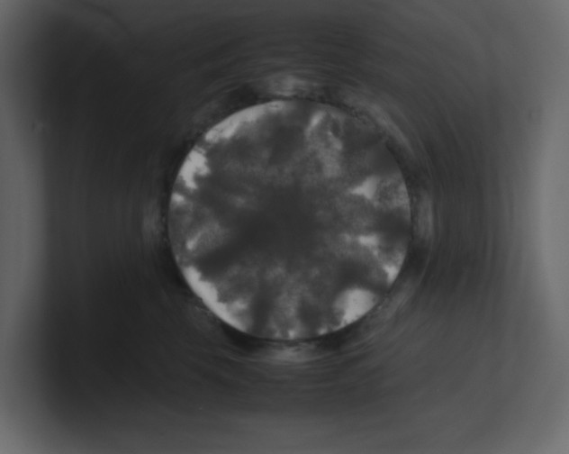 X0000100490569200807111125