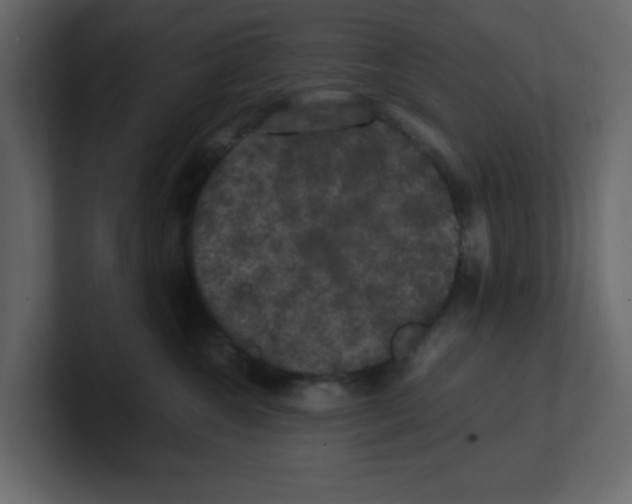 X0000100490572200807111125