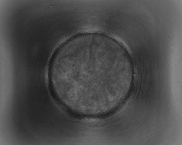 X0000100490582200807111124