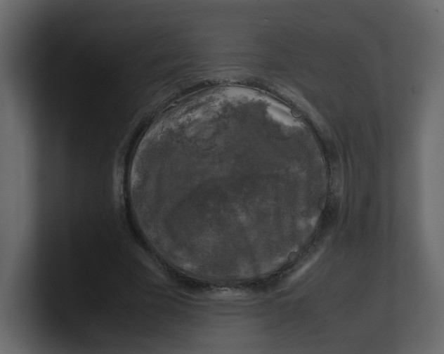 X0000100490585200807111124