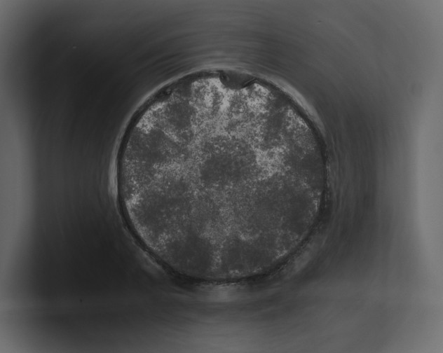 X0000100490791200807111121