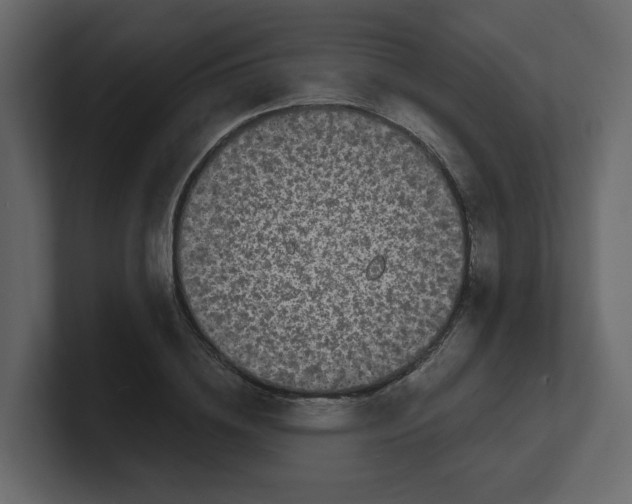 X0000100490836200807111121