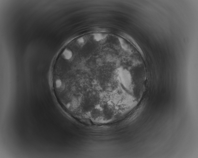 X0000100490851200807111121