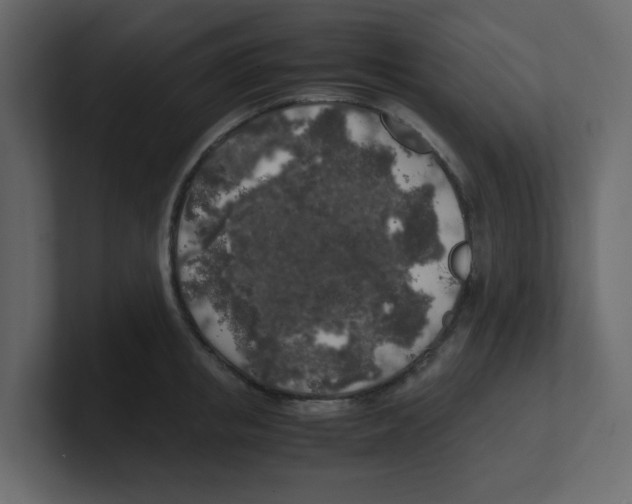 X0000100490853200807111121