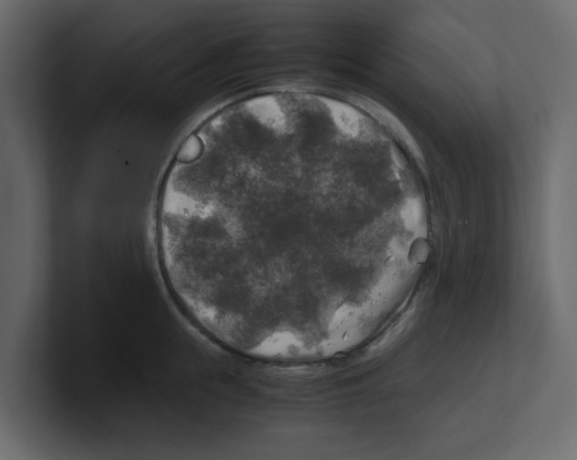 X0000100490855200807111121