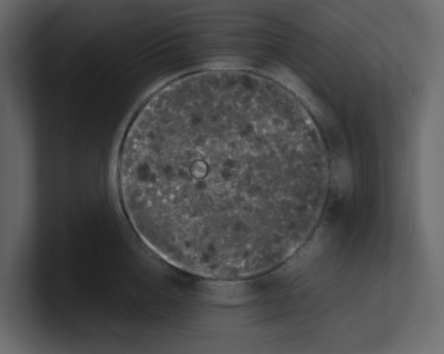 X0000100490856200807111121