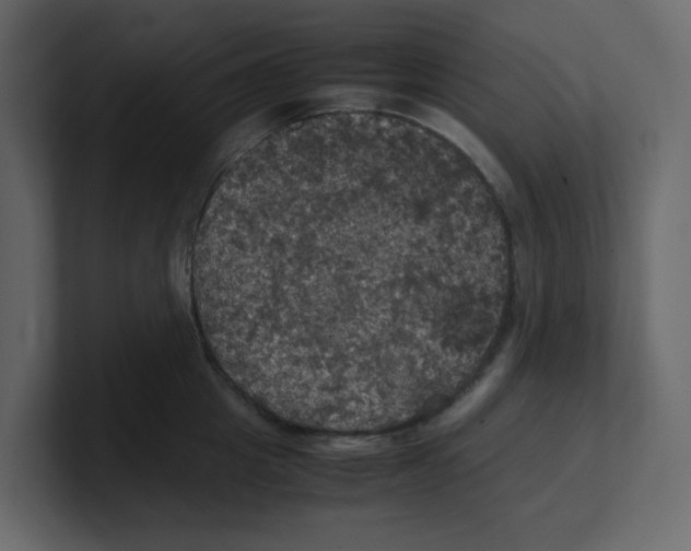 X0000100490857200807111121