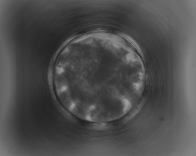 X0000100490859200807111121