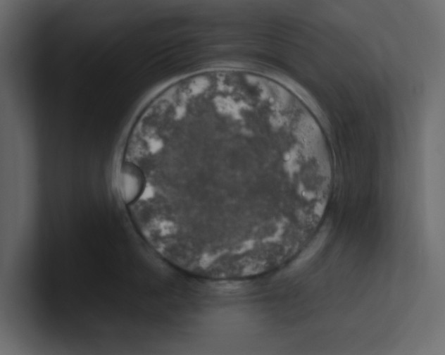 X0000100490862200807111121