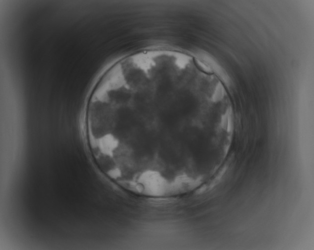 X0000100490863200807111121