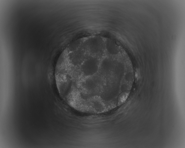 X0000100490867200807111120