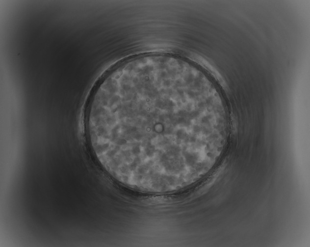 X0000100490883200807111120