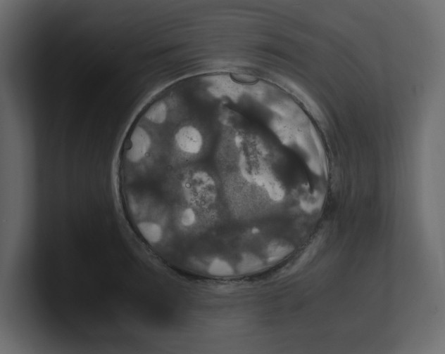X0000100490899200807111120