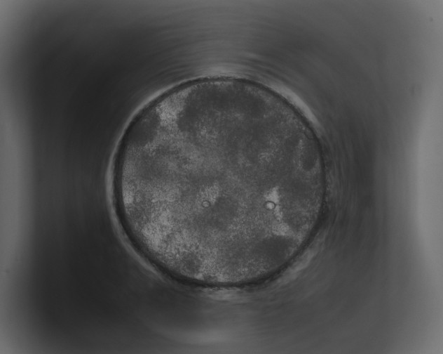 X0000100490991200807111119