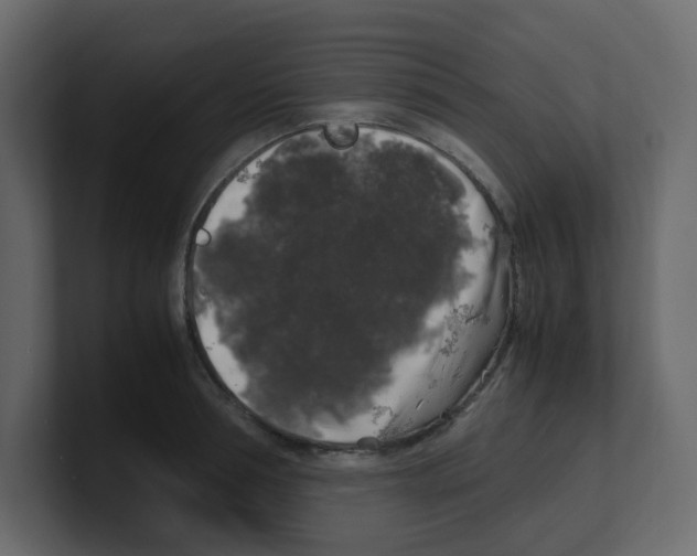 X0000100490994200807111119
