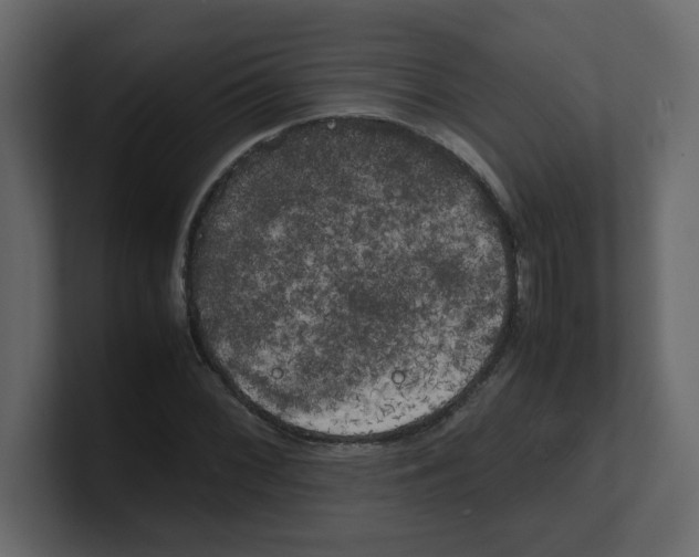 X0000100491068200807111118