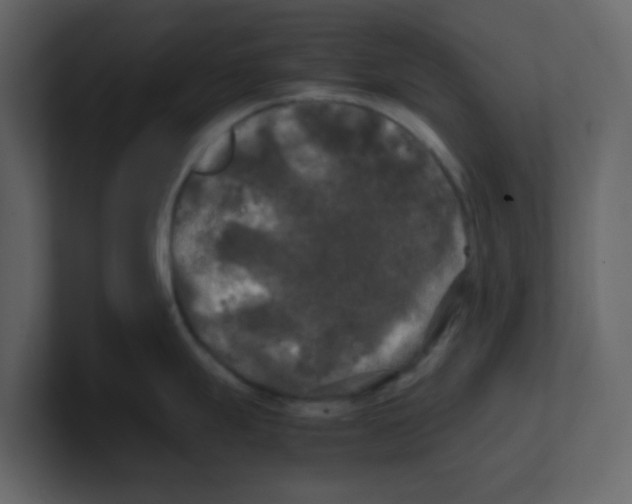 X0000100491247200807111116
