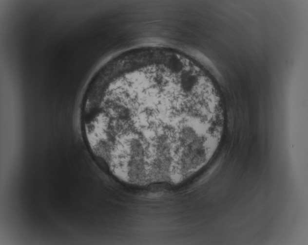 X0000100491326200807111114