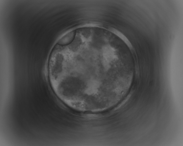 X0000100491436200807111113