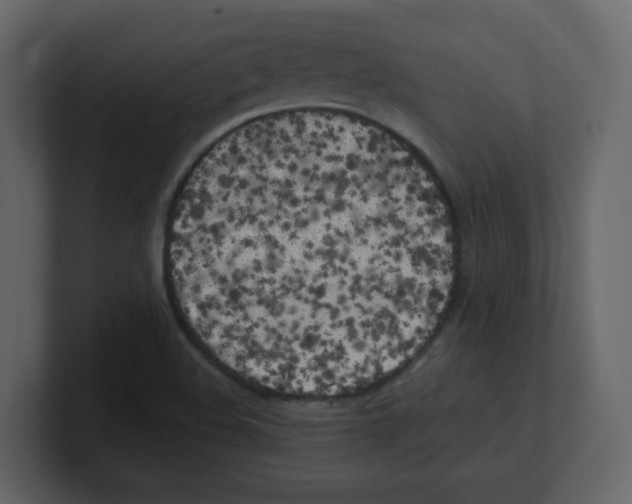 X0000100491508200807111111