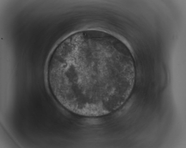 X0000100491525200807111112