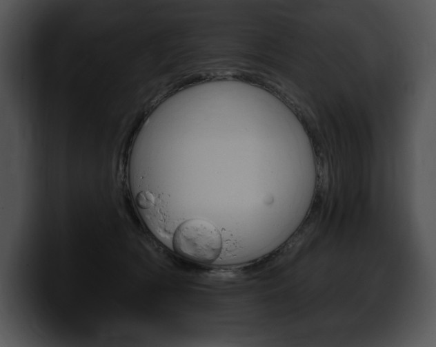 X0000100500418200806130733