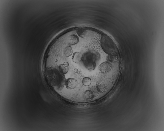 X0000100500887200806130727