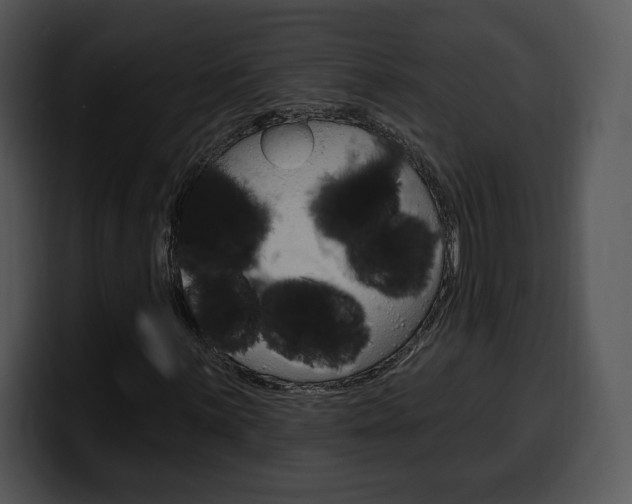 X0000100501059200806130725