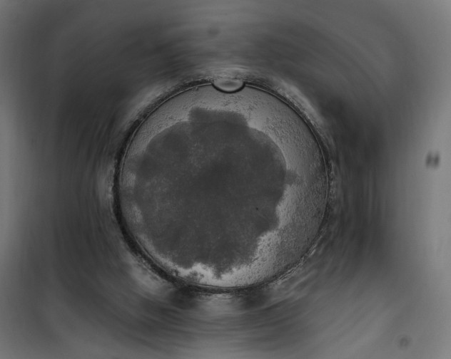 X0000100500058200806201724