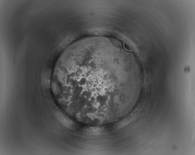 X0000100500065200806201725