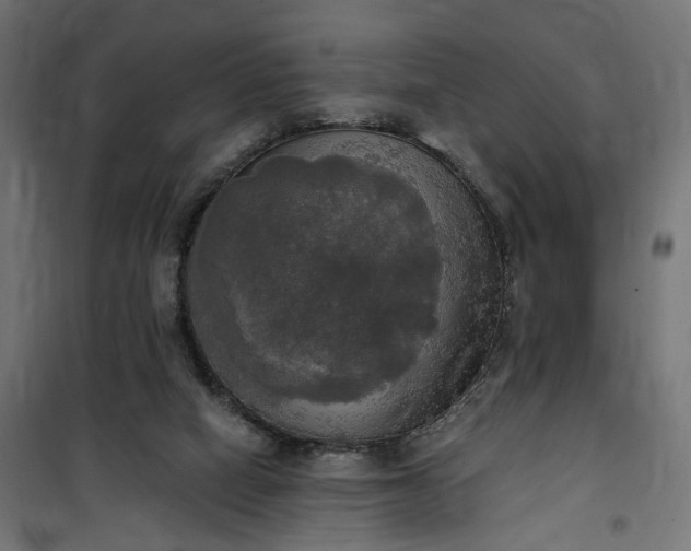 X0000100500066200806201725