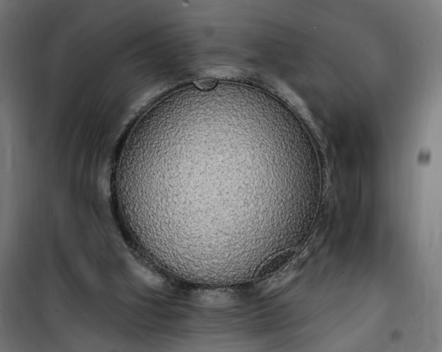 X0000100500106200806201724