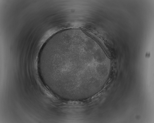 X0000100500242200806201721